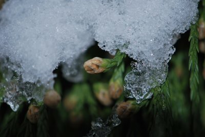 Sequoiadendron giganteum - sekvojovec obrovský - samčí šištice